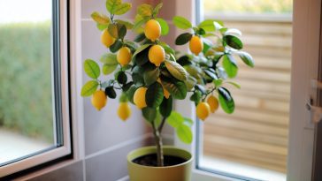 Un citronnier en pot bien soigné avec des citrons mûrs accrochés à ses branches.