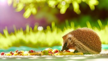 Un hérisson en train de manger des fruits et des insectes dans un jardin.