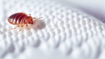 Une punaise de lit en gros plan sur un drap blanc.