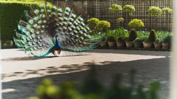 Un paon majestueux déployant sa magnifique queue en éventail, symbole de beauté et de majesté.