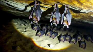 Un groupe de chauves-souris suspendues à l'envers dans une grotte, dormant paisiblement.