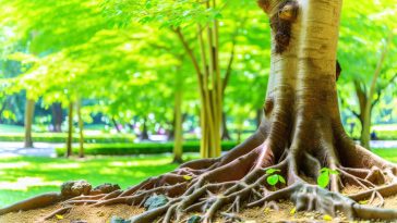 Un gros plan d'un arbre avec des racines visibles et des signes de croissance, symbolisant la communication et l'intelligence des plantes.