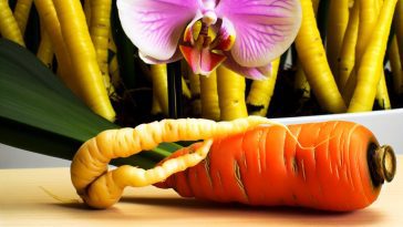 Un légume, comme une carotte par exemple, posé à côté d'une orchidée en pleine floraison.