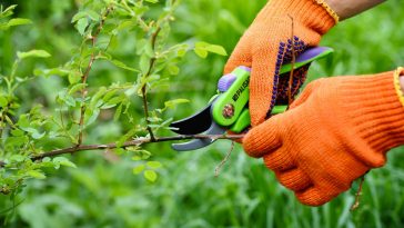 Les plantes à bannir pour un jardin sans tiques : prévention et conseils