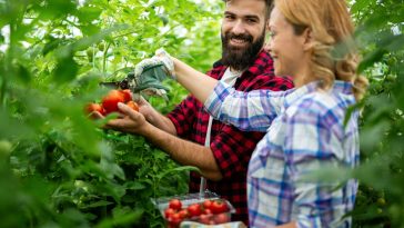 Maîtrisez l'art de la plantation de tomates : quand et comment les planter pour un succès garanti