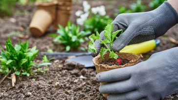 Potager florissant en avril : que semer et planter pour une récolte abondante ?