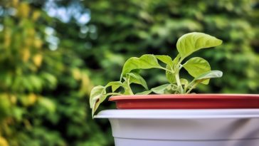 Les 5 plantes toxiques à connaître absolument pour se protéger