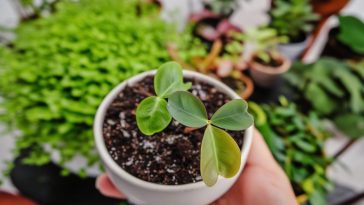 7 plantes porte-bonheur pour un intérieur harmonieux et apaisant selon le Feng Shui