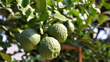 Le bergamotier, un trésor citronné : Comment cultiver cet agrume exquis chez vous ?