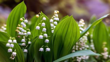 Le muguet du 1er mai : une tradition française aux multiples facettes