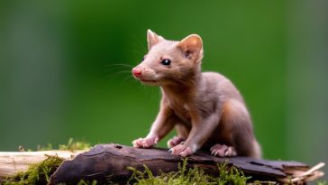 Protéger son jardin des fouines de manière écologique et efficace : astuces et conseils
