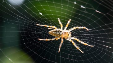 10 astuces imparables pour éloigner les araignées de votre maison
