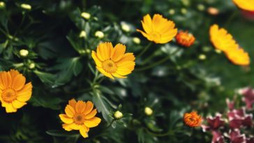 13 plantes magiques qui repoussent naturellement les insectes : votre jardin secret pour un été serein