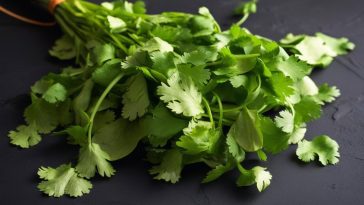 4 astuces imparables pour garder votre coriandre fraîche plus longtemps