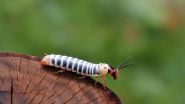 6 astuces redoutables pour dire adieu aux perce-oreilles