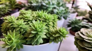 7 plantes d'intérieur époustouflantes et leurs incroyables bienfaits
