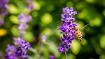 Abeille dans le jardin panique