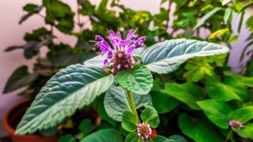 Adieu moustiques : découvrez la bergamote sauvage et le Plectranthus coloïdes, les plantes à adopter sur votre balcon!
