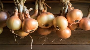 La conservation optimale des oignons : astuces et conseils pour préserver leur fraîcheur