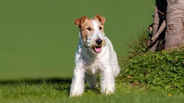 Le Fox Terrier : Le compagnon agile, intelligent et fidèle par excellence