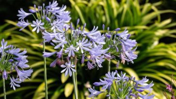Le guide ultime pour planter et cultiver les agapanthes avec succès