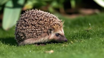 Le hérisson, un visiteur nocturne bienvenu dans nos jardins