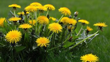 Les pissenlits : trésors cachés au cœur de nos jardins