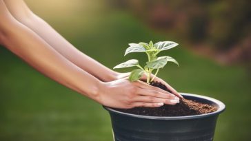 Protéger vos plantes de la chaleur : stratégies et astuces pour un jardin épanoui