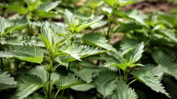 Purin d'ortie : la potion magique pour un potager épanoui et écologique