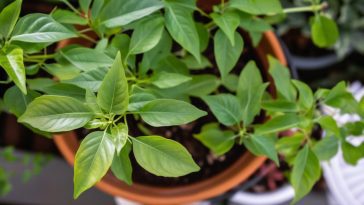 Le Top 5 des plantes résistantes à la chaleur pour sublimer votre jardin ou balcon