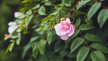 Transformez votre jardin en un havre de verdure avec ces 7 plantes grimpantes à croissance rapide
