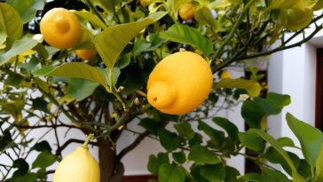 Le citronnier, un allié précieux pour votre porte ou fenêtre : découvrez pourquoi !