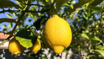 Mon citronnier est brûlé par le soleil : quelles sont les solutions pour le sauver ?