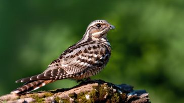 L'engoulevent, cet oiseau mystérieux porteur de bonheur : le guide ultime pour l'attirer dans votre jardin cet été