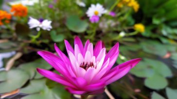 Floraison astrologique : la fleur qui correspond à votre signe zodiacal