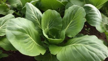 Les légumes perpétuels : un investissement unique pour des années de récoltes généreuses