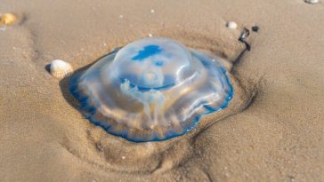 Entre mystère et fascination : les raisons et conséquences de l'échouage des méduses sur les plages