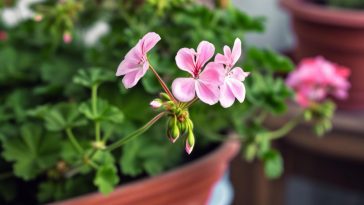 Redonnez vie à votre géranium moribond : conseils précieux pour une plante épanouie
