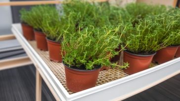 Le thym : secrets et astuces pour une plantation et une culture réussies