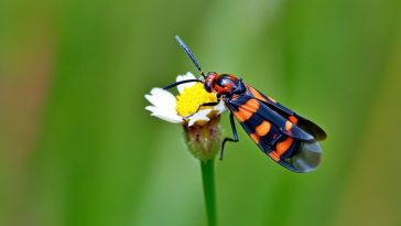 Thysanoptera