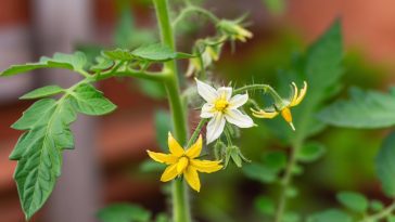 Le mystère du cul noir des tomates : causes et solutions