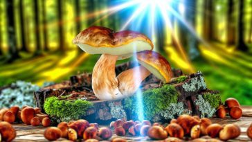 Des champignons frais sur une table en bois, éclairés par une lumière naturelle.