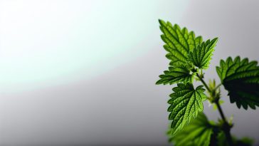 Des feuilles d'ortie fraîches sur un fond neutre.