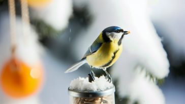 Une mésange perchée sur une mangeoire à oiseaux en plein hiver.
