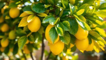 Feuilles jaunes sur votre citronnier : causes et solutions pour retrouver un feuillage vert éclatant