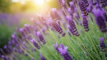 lavande dans jardin