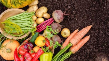 5 légumes à planter maintenant pour des récoltes exceptionnelles