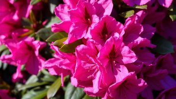 rhododendron
