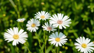 Top 5 des fleurs blanches qui illumineront votre jardin : nos variétés préférées