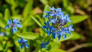 Cette fleur bleue comestible transforme votre jardin et vos assiettes, vous ne devinerez jamais pourquoi